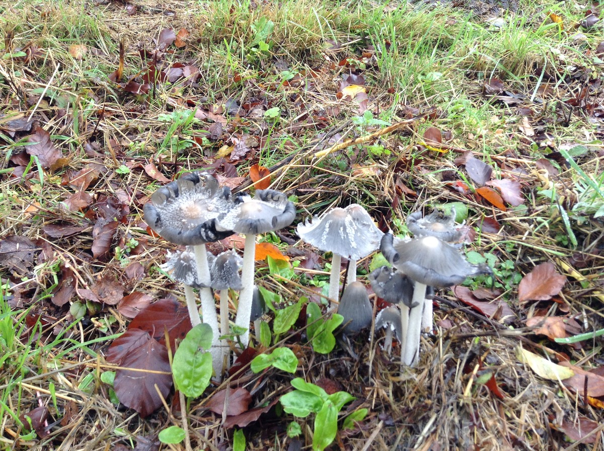 Coprinus lagopus or hare's foot ink cap (1)